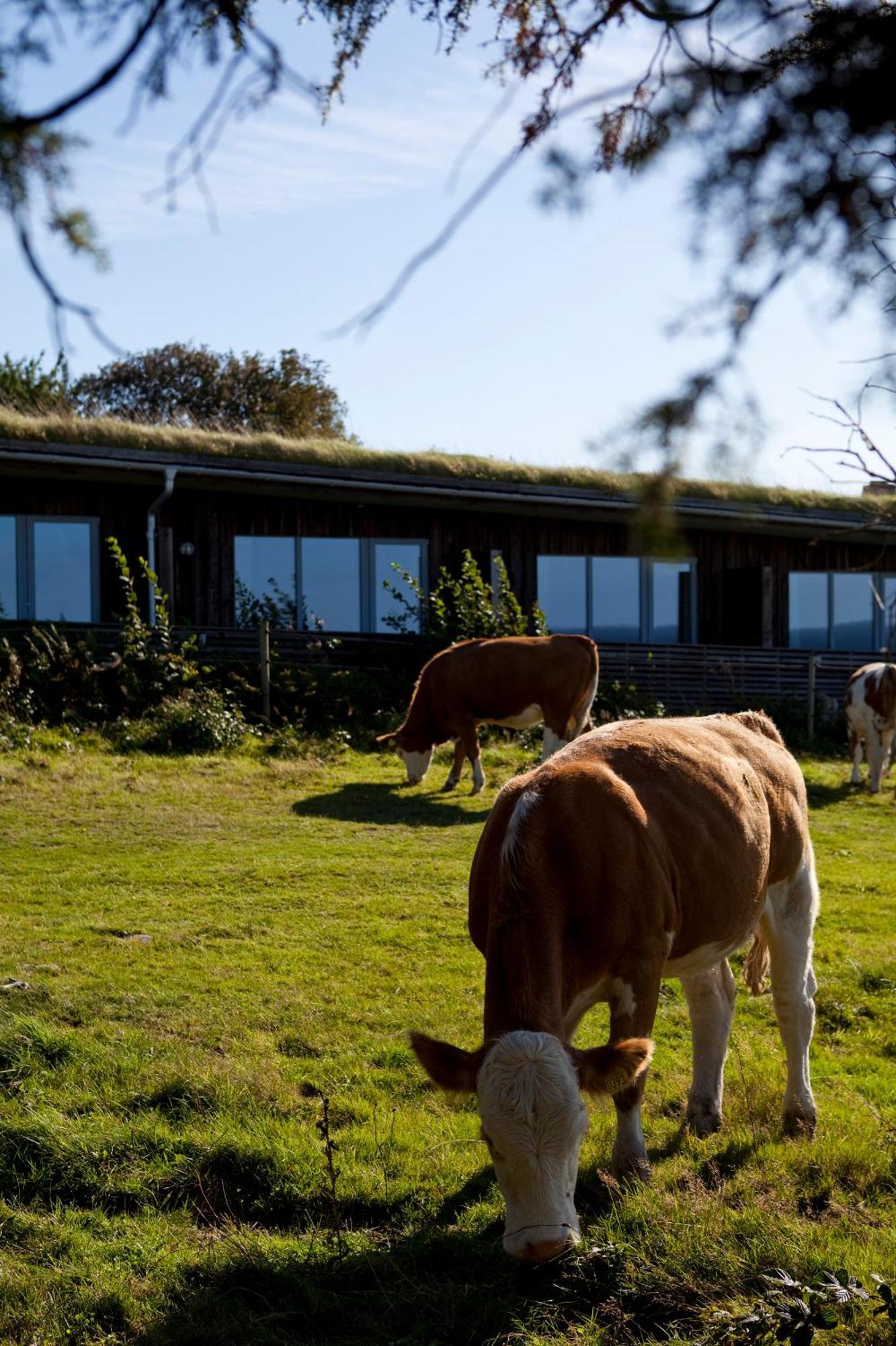 Hotell Och Restaurang Hovs Hallar Båstad Eksteriør billede